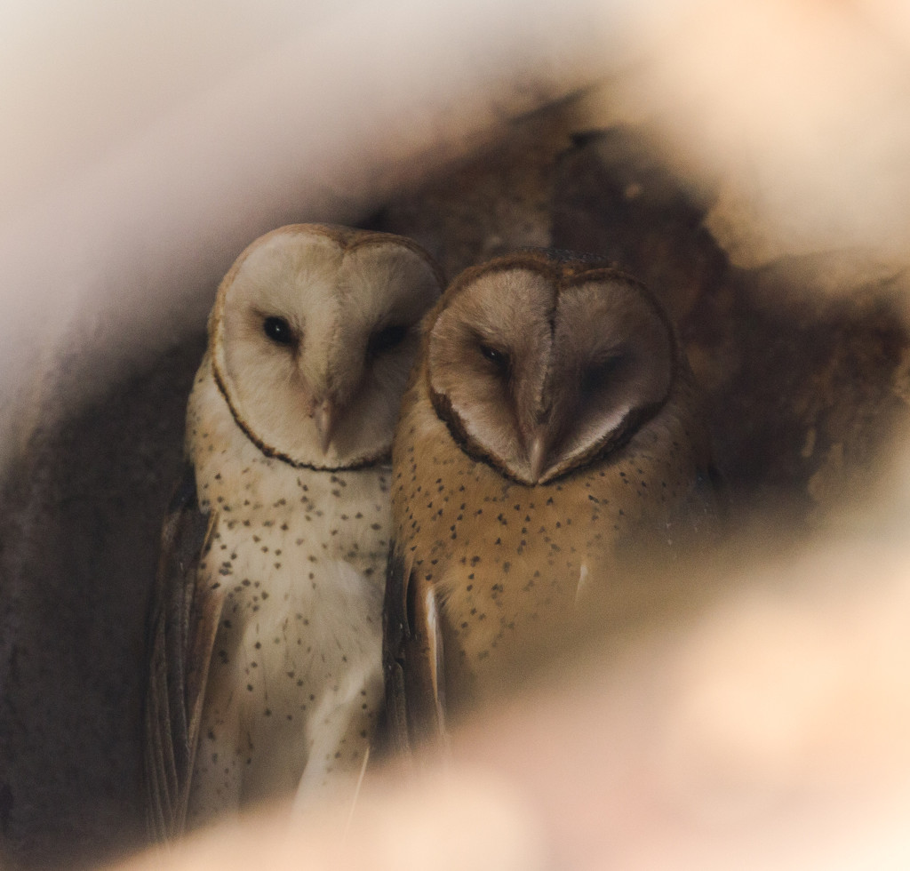 barn owls by aecasey