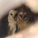 barn owls by aecasey