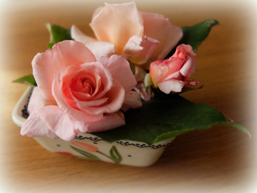 pink roses in a pink tulip dish by quietpurplehaze