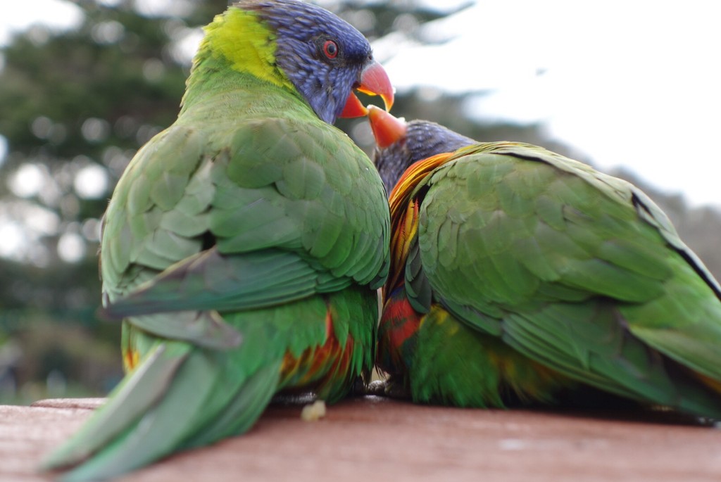 Snogging Lorikeets by pusspup