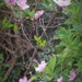 Japanese Anemone   by beryl