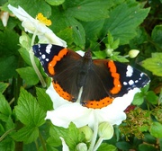 16th Aug 2014 - A-Must-4-August.Garden. Red Admiral