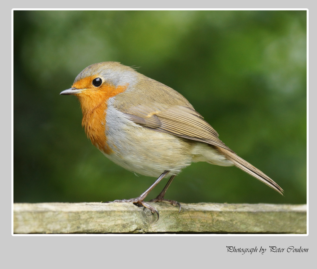 Robin No6 by pcoulson