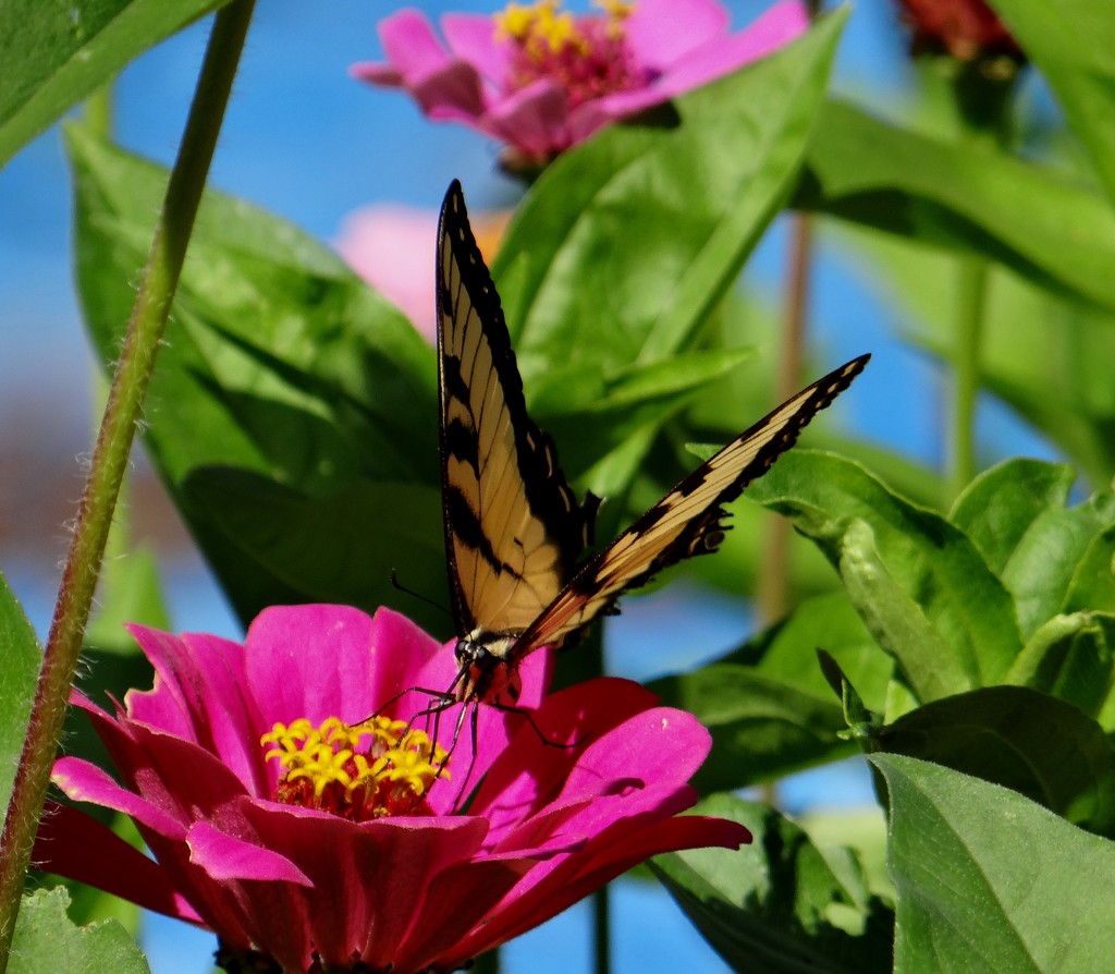 Butterfly in the Zinnias by annepann