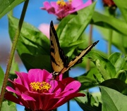 16th Aug 2014 - Butterfly in the Zinnias