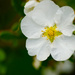 White Potentilla by elisasaeter