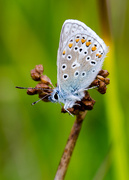 16th Aug 2014 - Common blue butterfly - 16-08