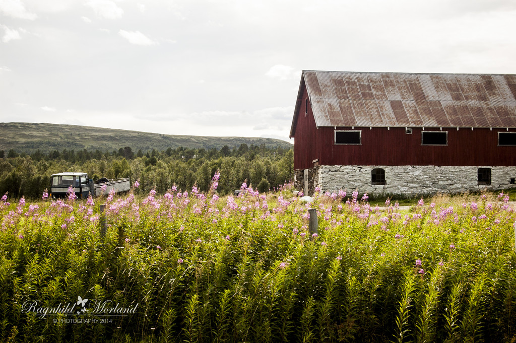 Hidden Fence by ragnhildmorland