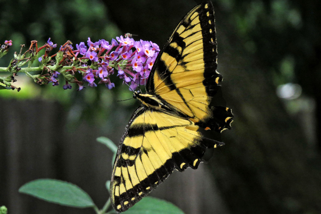 Butterfly Bush Doing Its Job by milaniet