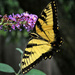 Butterfly Bush Doing Its Job by milaniet