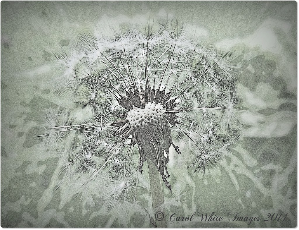 Dandelion Seed Head by carolmw