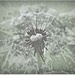 Dandelion Seed Head by carolmw