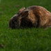 Little Rabbit in the Park by leonbuys83