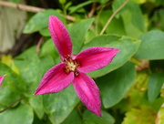 15th Aug 2014 - Late Clematis