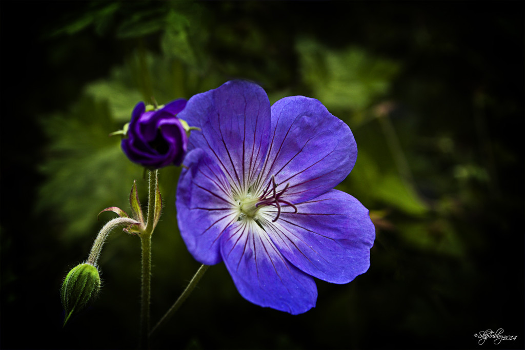 Stages of a Geranium  by skipt07