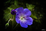 16th Aug 2014 - Stages of a Geranium 