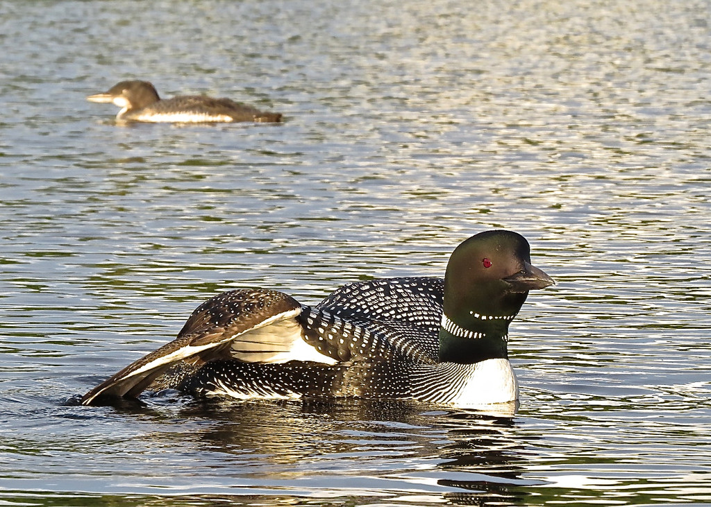 How about one more loon shot???  ;-) by rob257