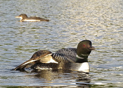 7th Aug 2014 - How about one more loon shot???  ;-)