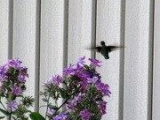 15th Aug 2014 - Hummingbird