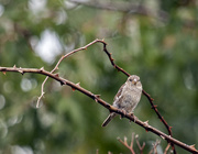 16th Aug 2014 - House Sparrow - female