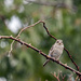 House Sparrow - female by gardencat