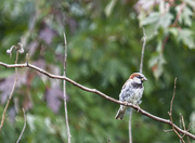 16th Aug 2014 - House Sparrow - male