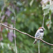 House Sparrow - male by gardencat
