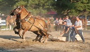 8th Aug 2014 - Horse Pull 
