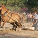 Horse Pull  by farmreporter