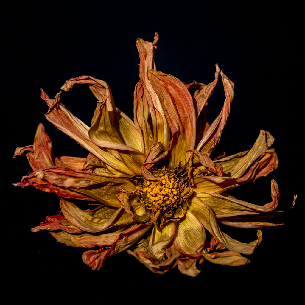 Spent Blossom by dakotakid35