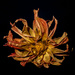 Spent Blossom by dakotakid35