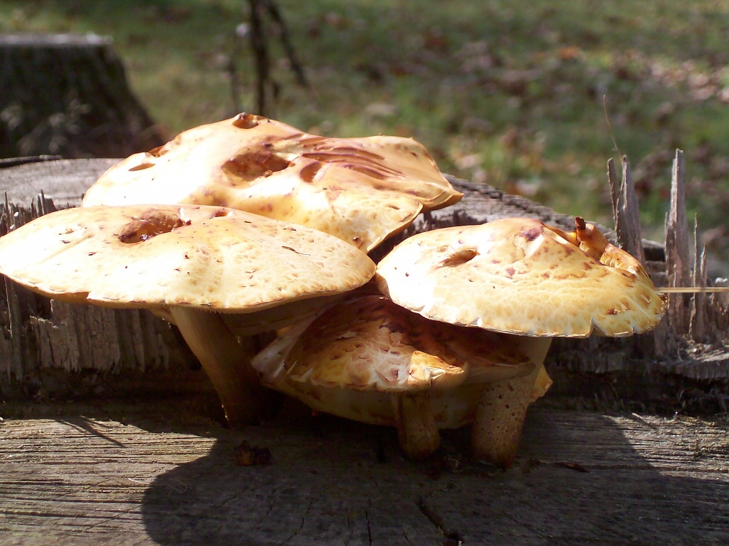 Mushrooms by julie