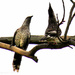 Wattle bird excitement by flyrobin