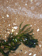 1st Oct 2013 - Seaweed, shells and sea