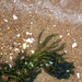Seaweed, shells and sea by marguerita
