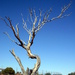 Desert tree by marguerita
