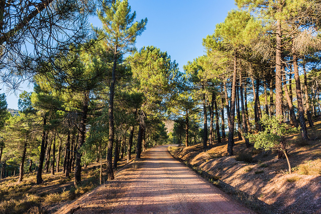 Forest road / Camino forestal by jborrases