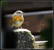 17th Aug 2014 - Baby robin is looking a little tatty