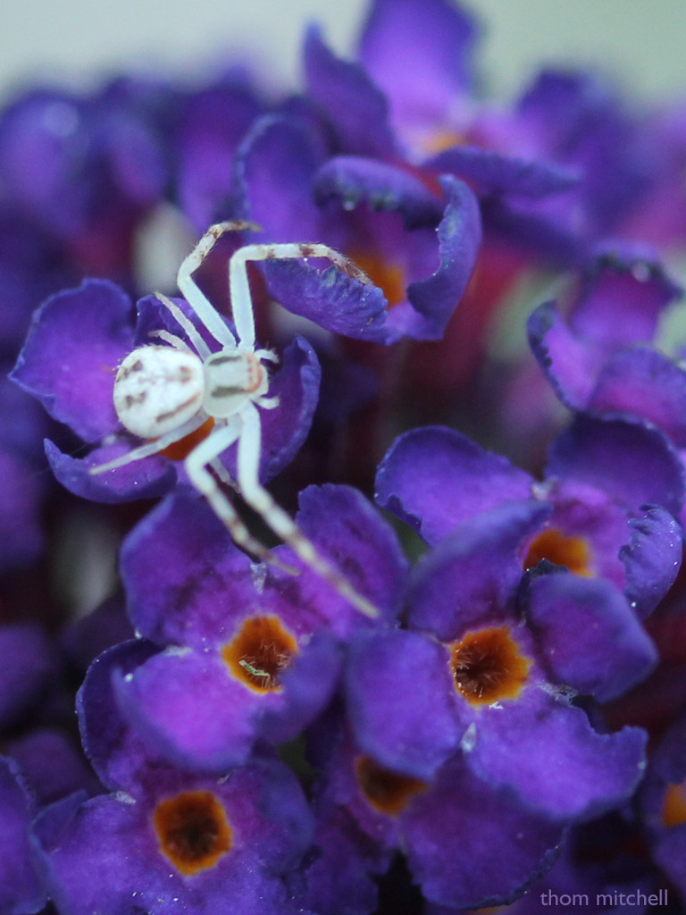 Crab spider by rhoing