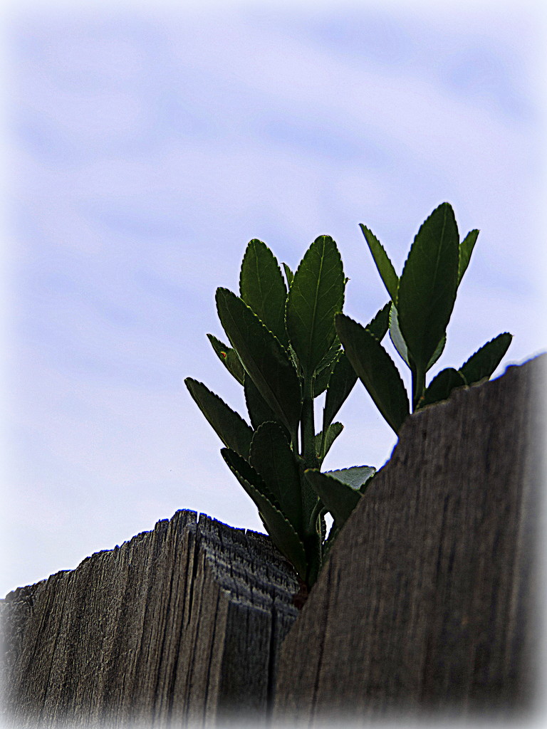 Just over the fence.... by homeschoolmom