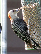 11th Aug 2014 - Woodpecker With A Beak Full