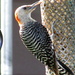 Woodpecker With A Beak Full by randy23