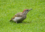17th Aug 2014 - Green woodpecker - 17-08