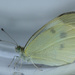 Cabbage White by rhoing