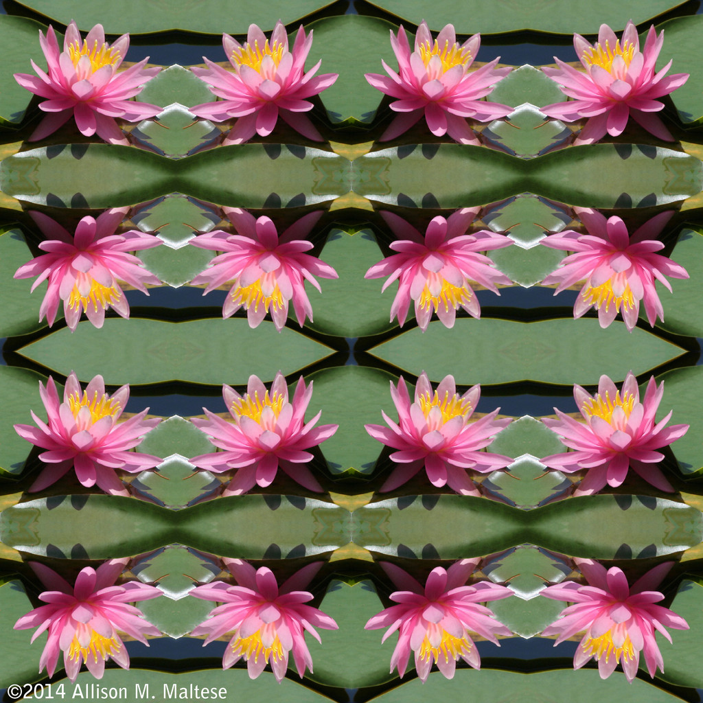Pink Water Lilies by falcon11