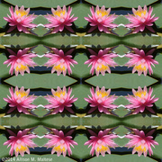 17th Aug 2014 - Pink Water Lilies