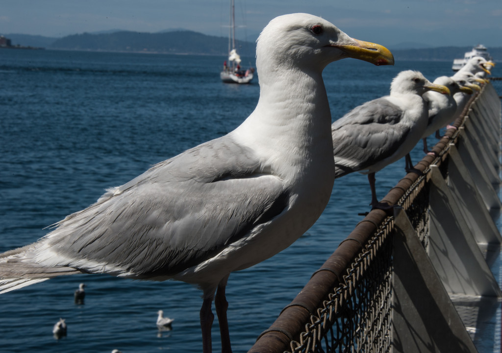 Seagulls by epcello