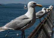 17th Aug 2014 - Seagulls
