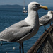 Seagulls by epcello