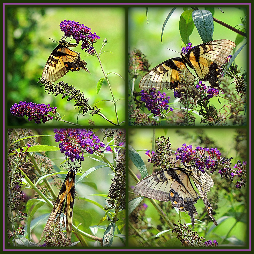 Busy Butterfly! by homeschoolmom